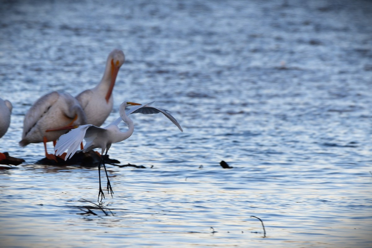 Большая белая цапля - ML644055764