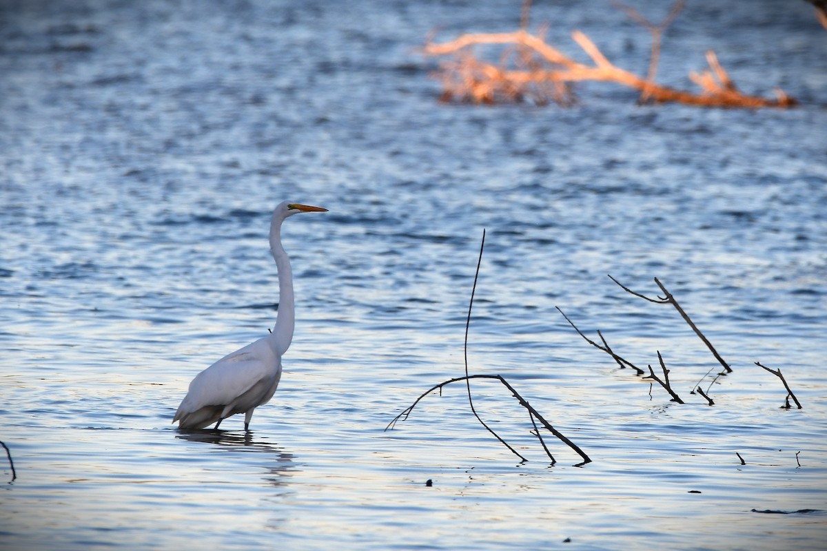 Большая белая цапля - ML644055765