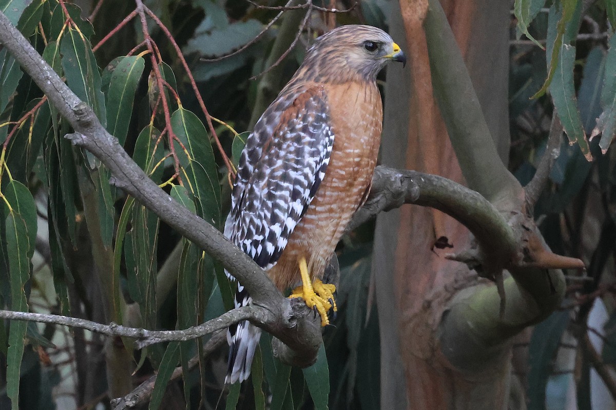 Red-shouldered Hawk - ML644055784