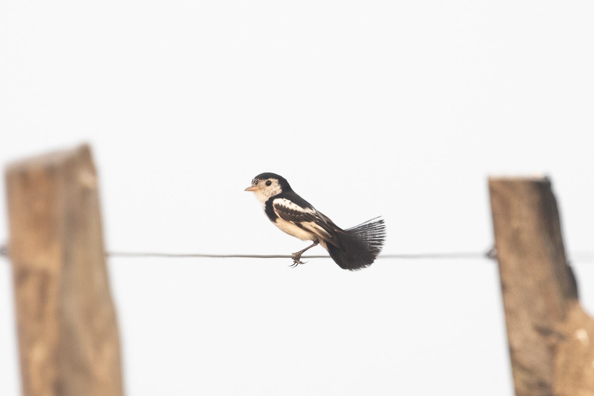 Cock-tailed Tyrant - ML644055789