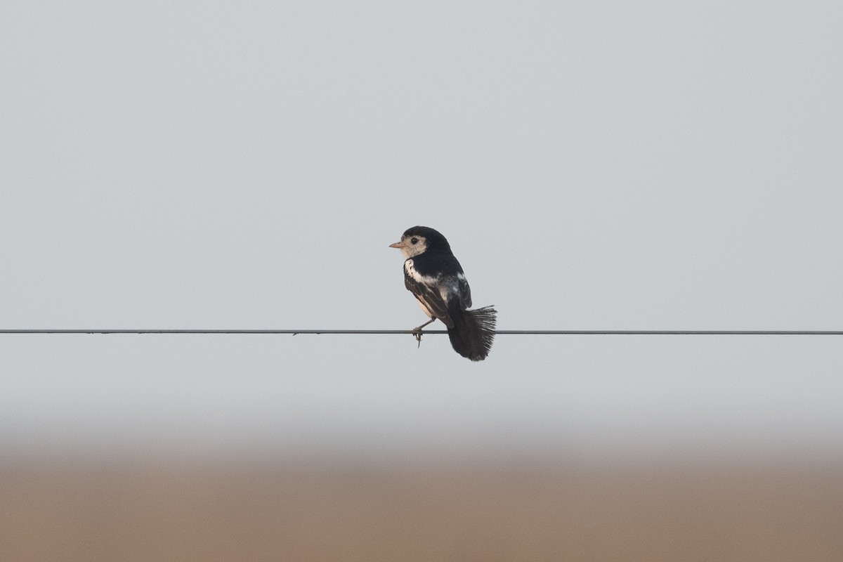 Cock-tailed Tyrant - ML644055791