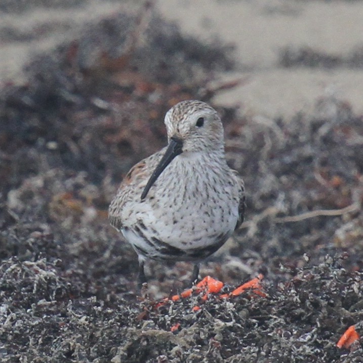 Хар элсэг - ML644055795