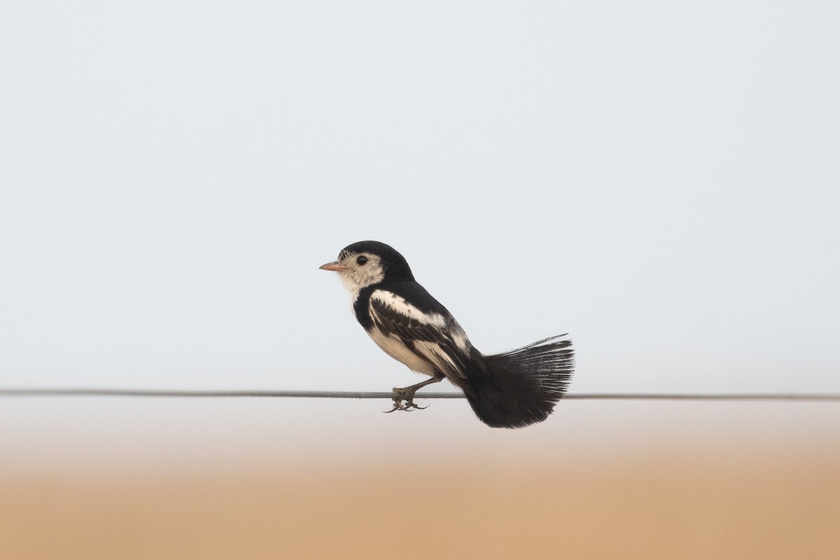 Cock-tailed Tyrant - ML644055812