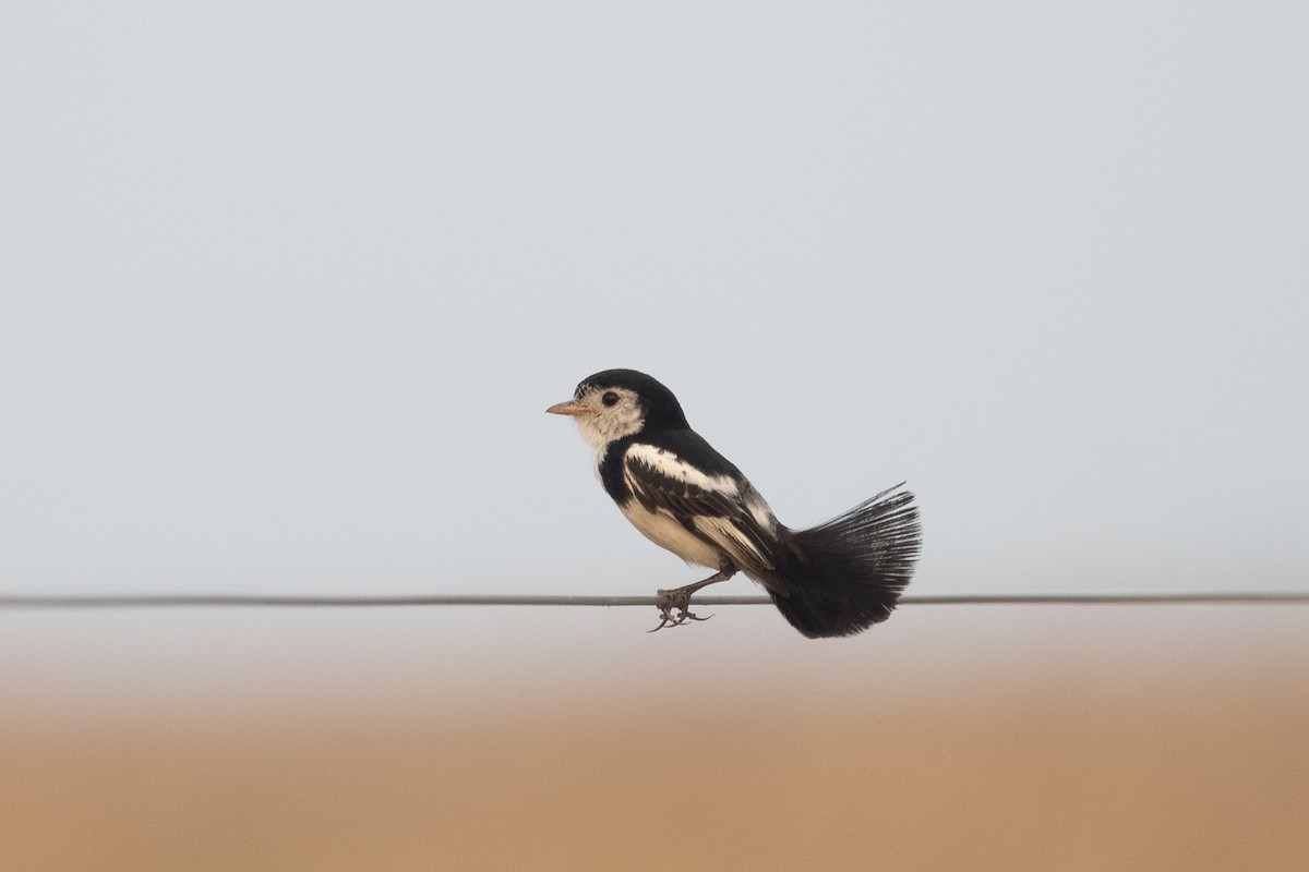Cock-tailed Tyrant - ML644055814