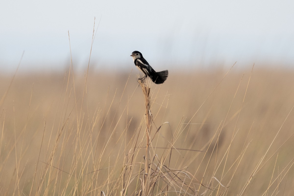 Cock-tailed Tyrant - ML644055815