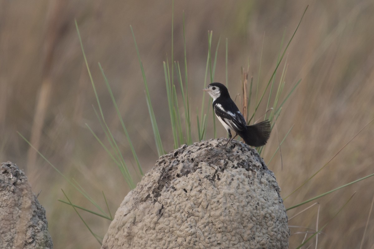 Cock-tailed Tyrant - ML644055816