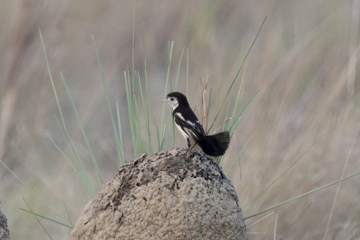 Cock-tailed Tyrant - ML644055817