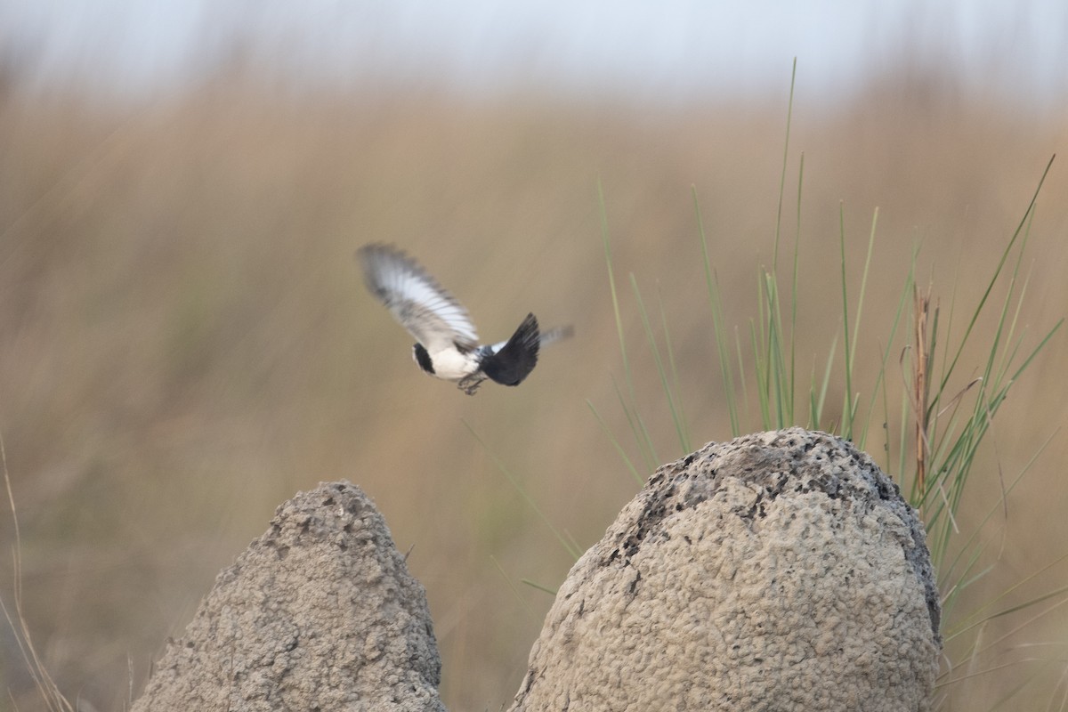 Cock-tailed Tyrant - ML644055818