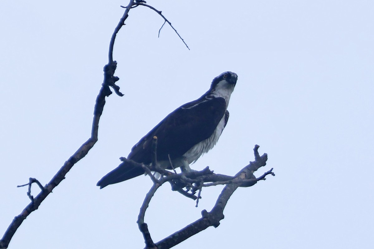 Balık Kartalı - ML644055842