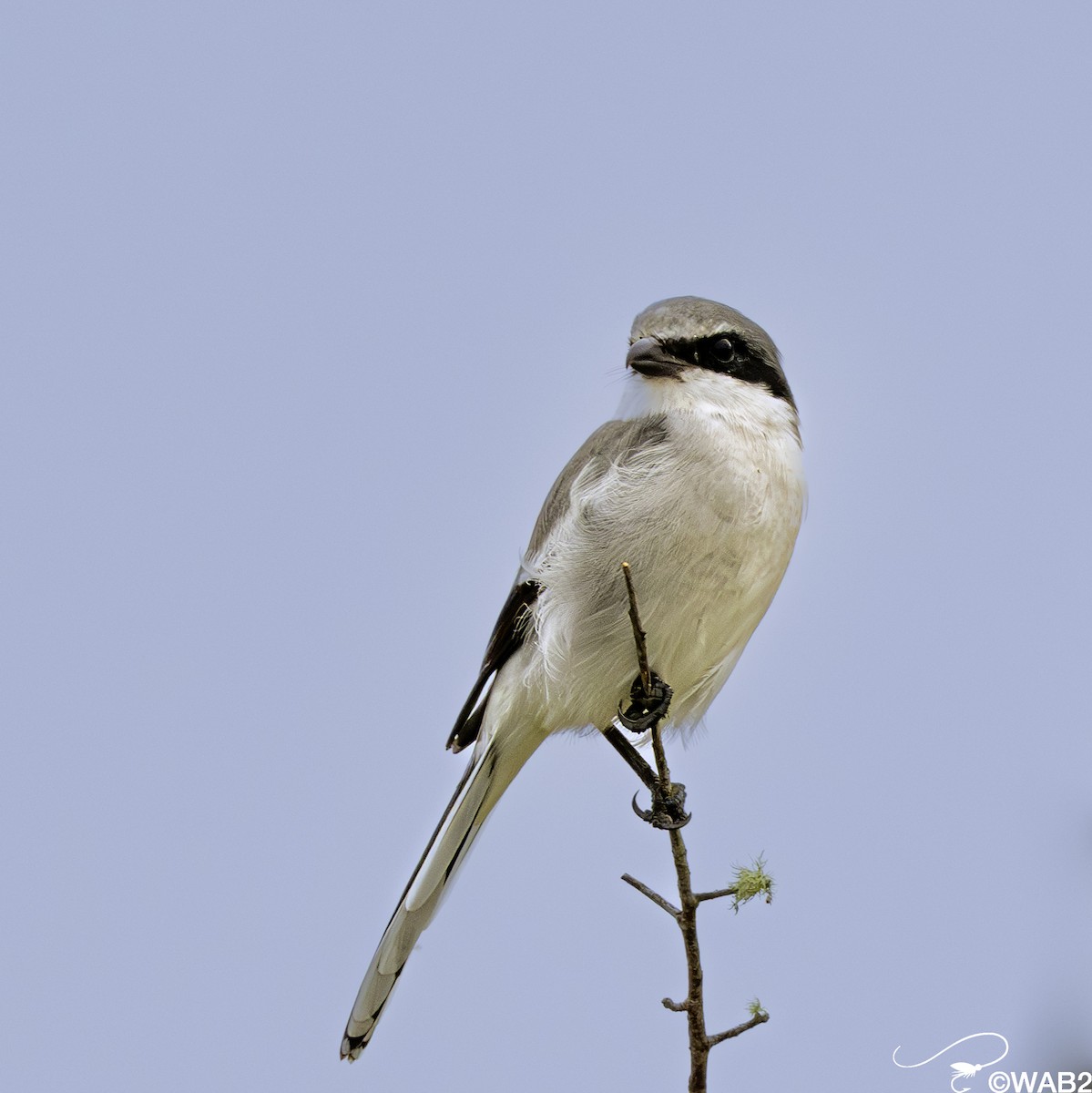 Loggerhead Shrike - ML644055883