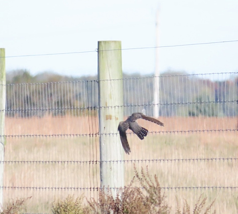 Common Cuckoo - ML644055887