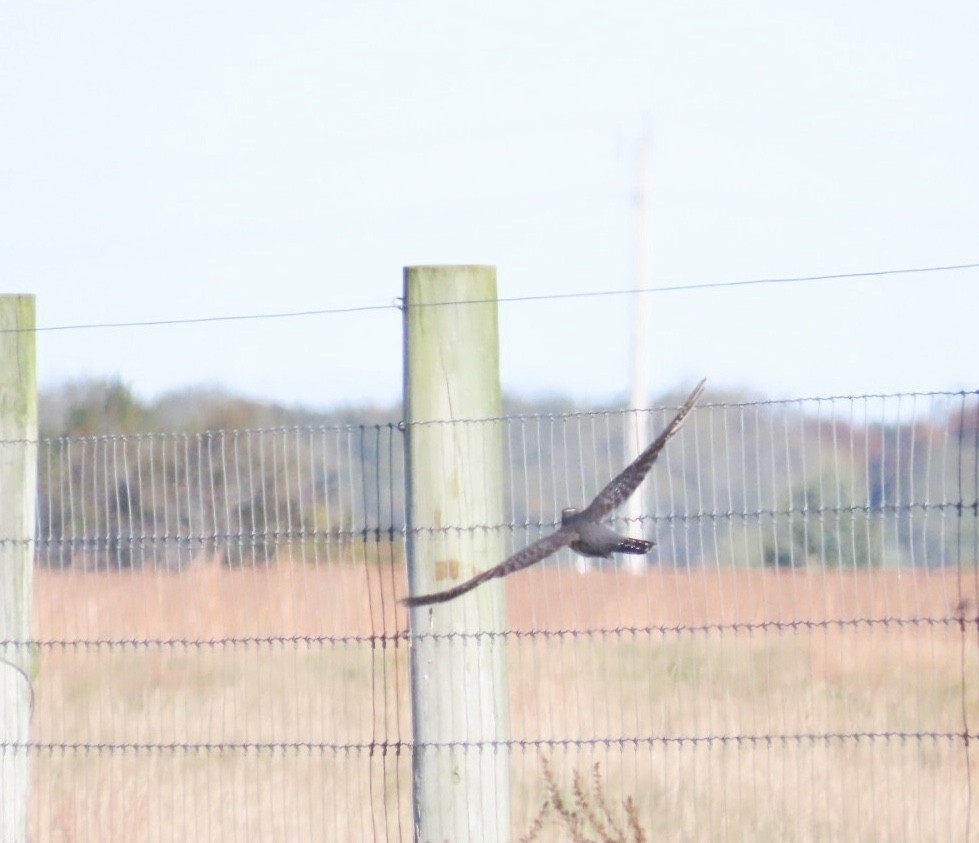Common Cuckoo - ML644055888