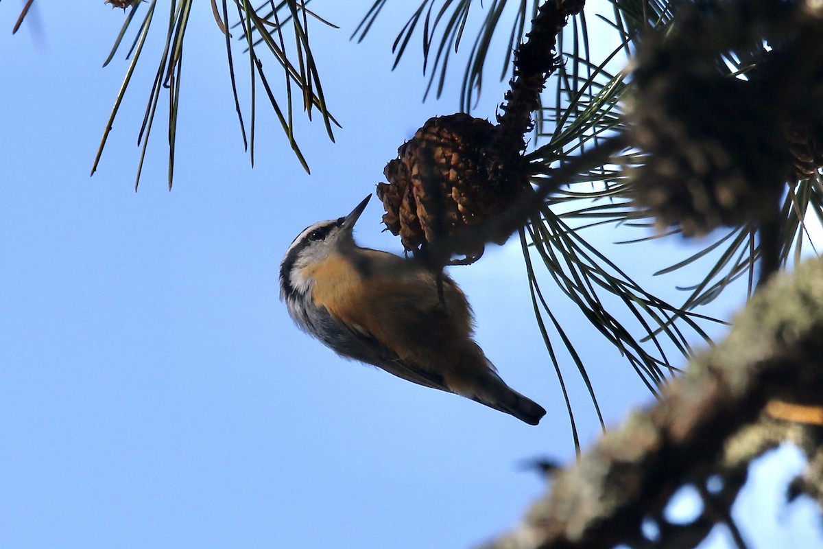Red-breasted Nuthatch - ML644055890