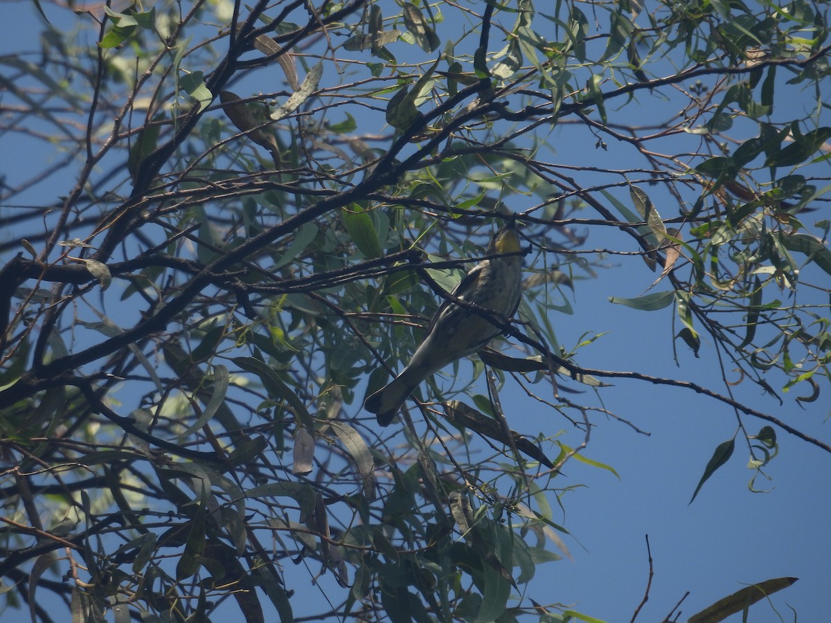Yellow-rumped Warbler - ML644055892