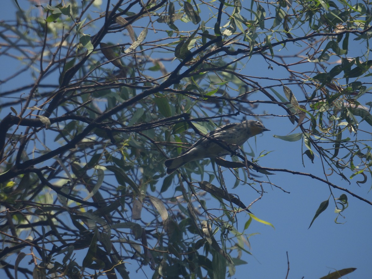 Yellow-rumped Warbler - ML644055893