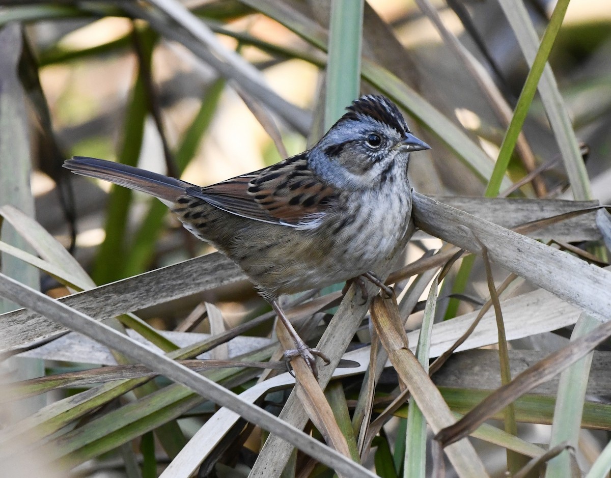 Swamp Sparrow - ML644055895