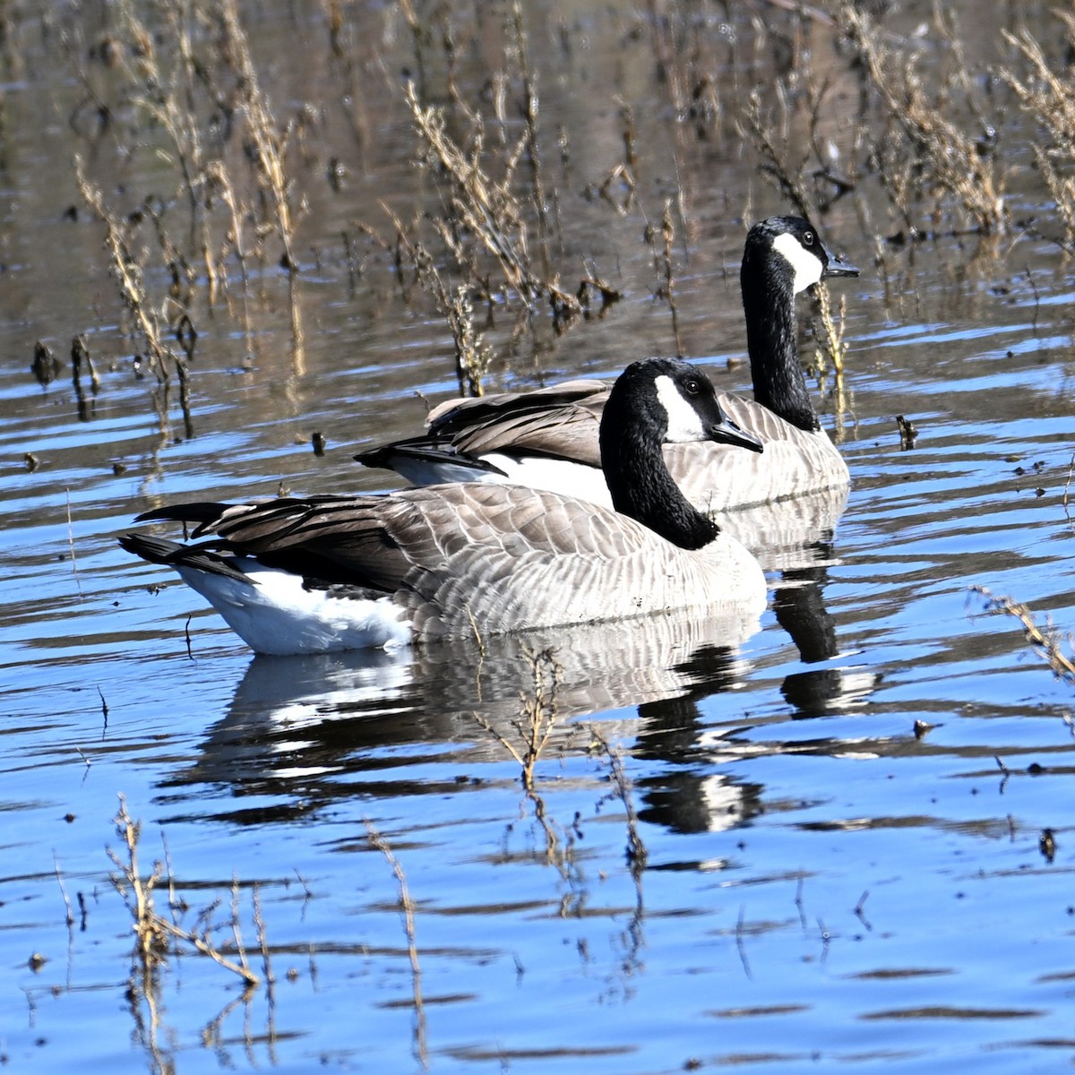 Canada Goose - ML644055896