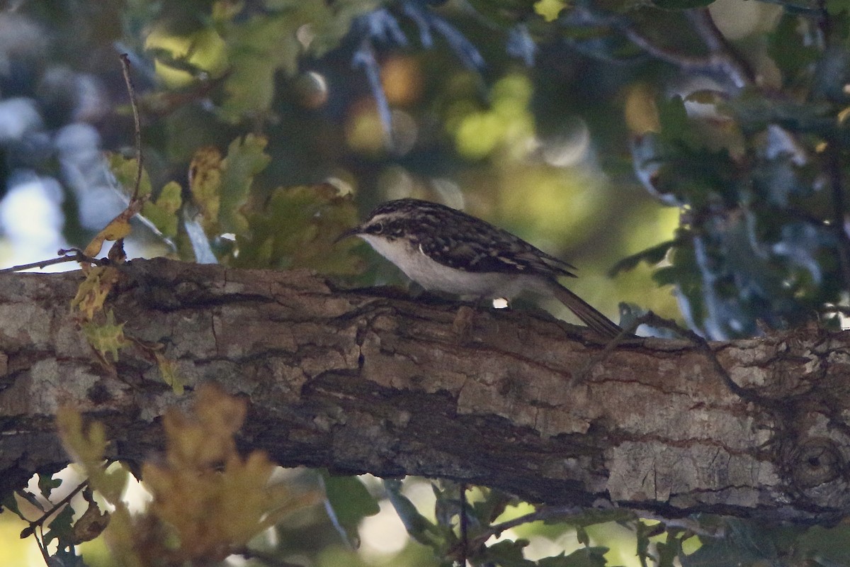 Brown Creeper - ML644055897
