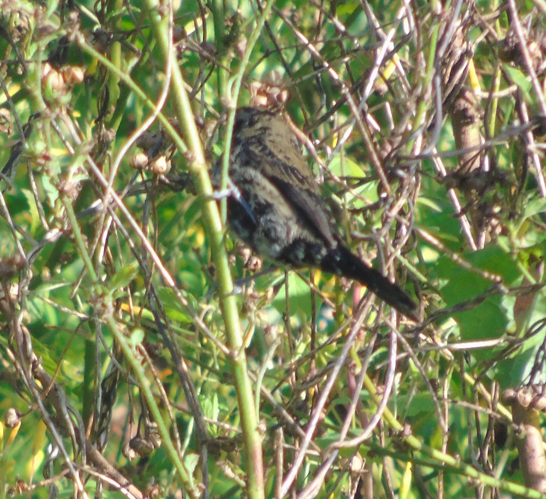 Blue-black Grassquit - ML644055899