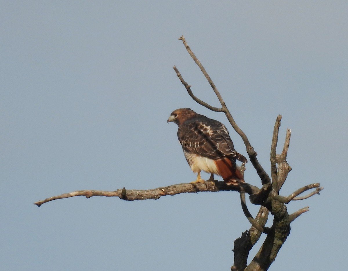 Red-tailed Hawk - ML644055900