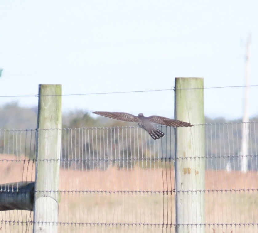 Common Cuckoo - ML644055901