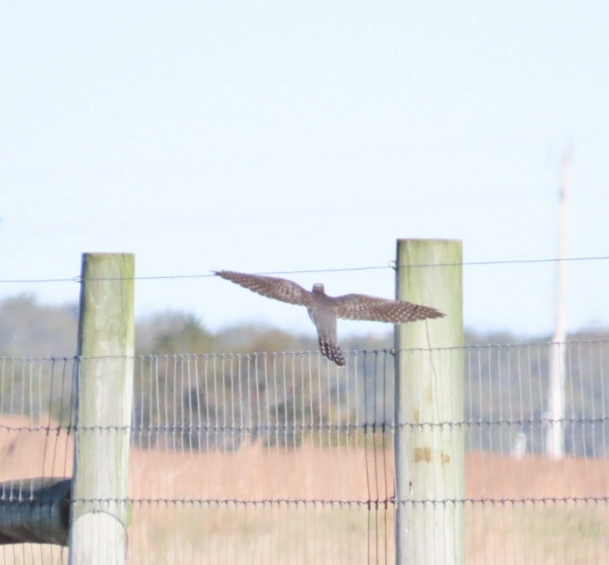 Common Cuckoo - ML644055902