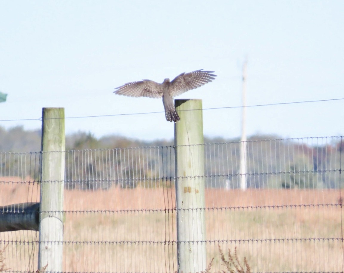 Common Cuckoo - ML644055903