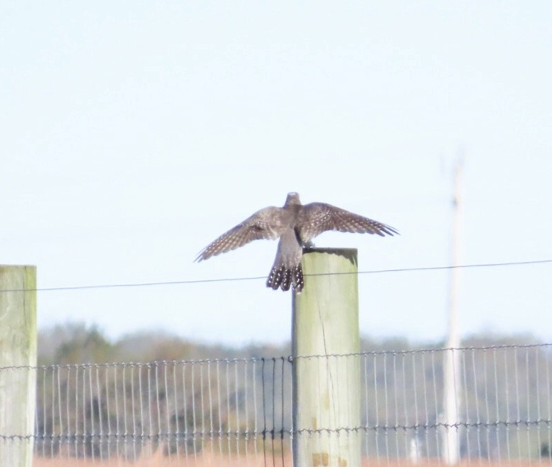 Common Cuckoo - ML644055904