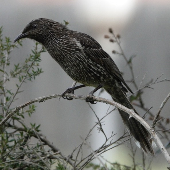 Little Wattlebird - ML644055905