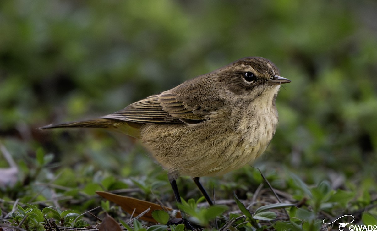 Palm Warbler - ML644055906