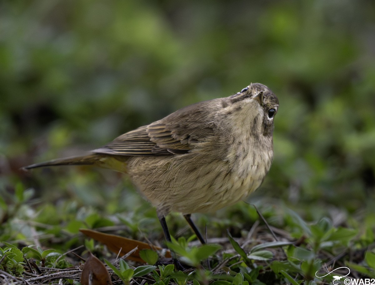 Palm Warbler - ML644055907