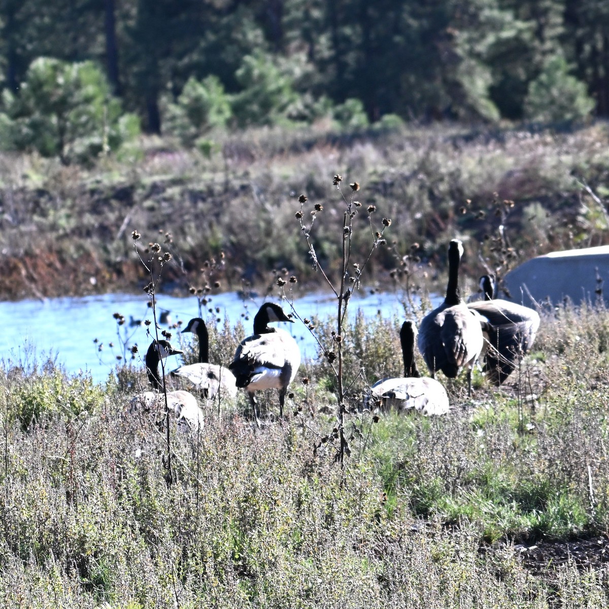 Canada Goose - ML644055908