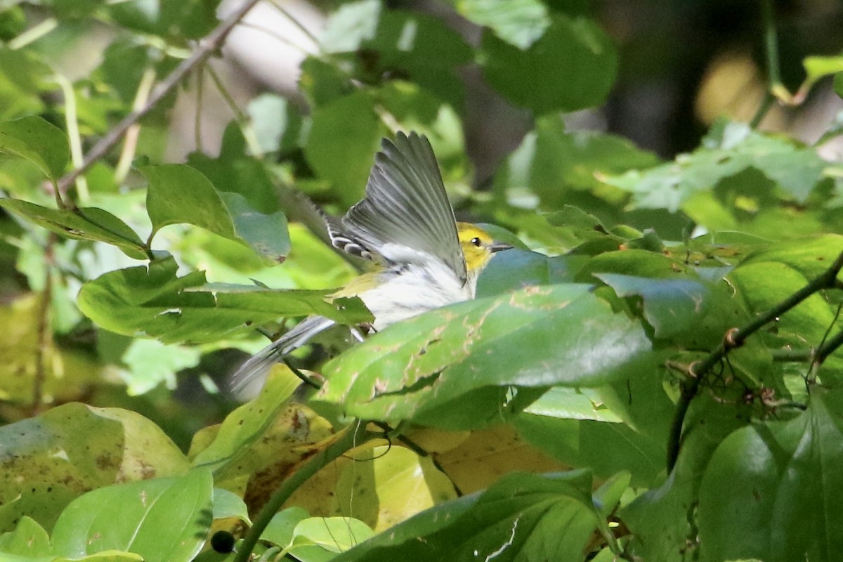 Black-throated Green Warbler - ML644055909