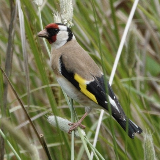 European Goldfinch - ML644055911