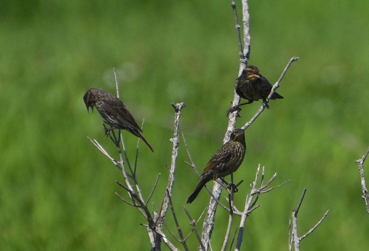 Red-winged Blackbird - ML644055913