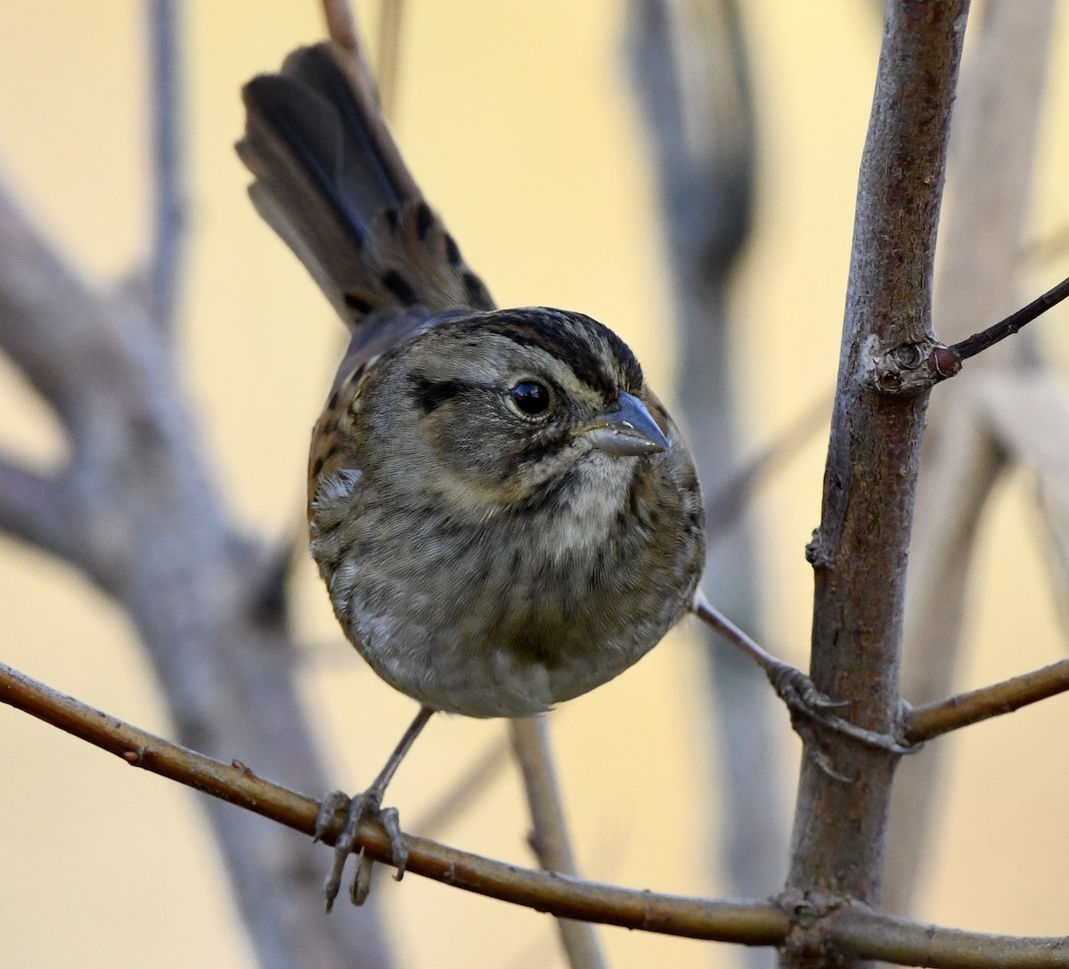 Swamp Sparrow - ML644055914