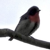 Mistletoebird - ML644055915