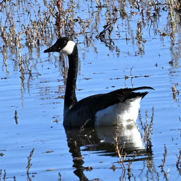 Canada Goose - ML644055916