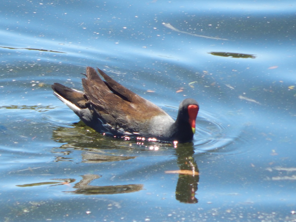 Common Gallinule - ML644055918
