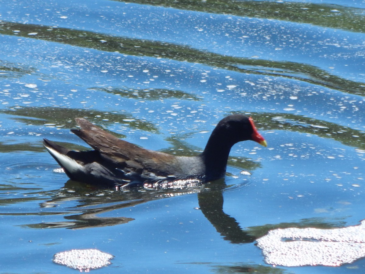 Common Gallinule - ML644055919