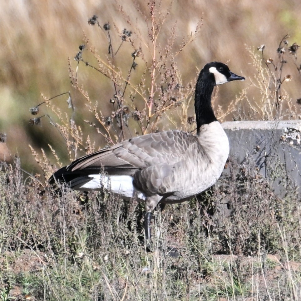 Canada Goose - ML644055920