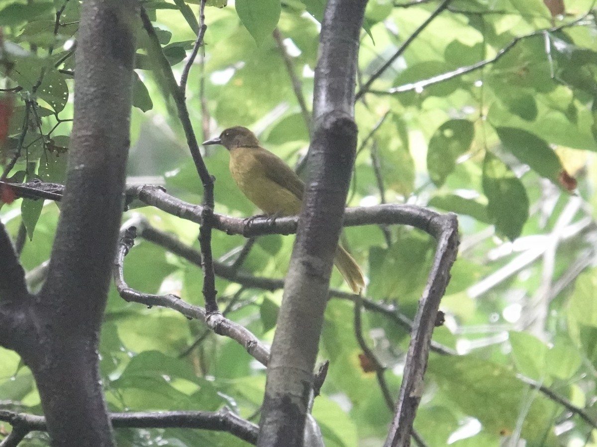 Togian Golden-Bulbul - ML644055948