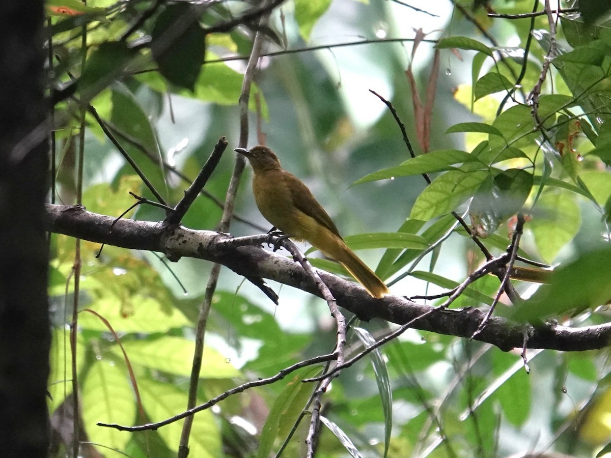 Togian Golden-Bulbul - ML644055951