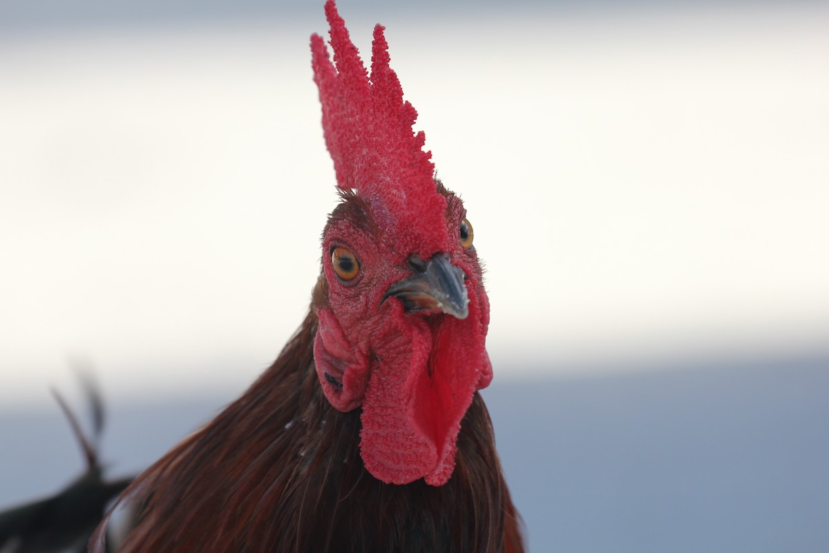 Red Junglefowl (Domestic type) - ML644055974