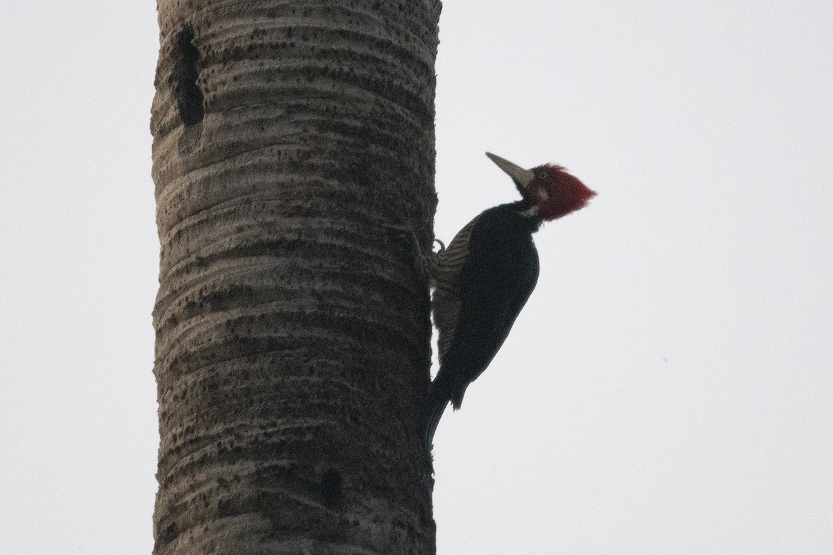 Crimson-crested Woodpecker - ML644055982