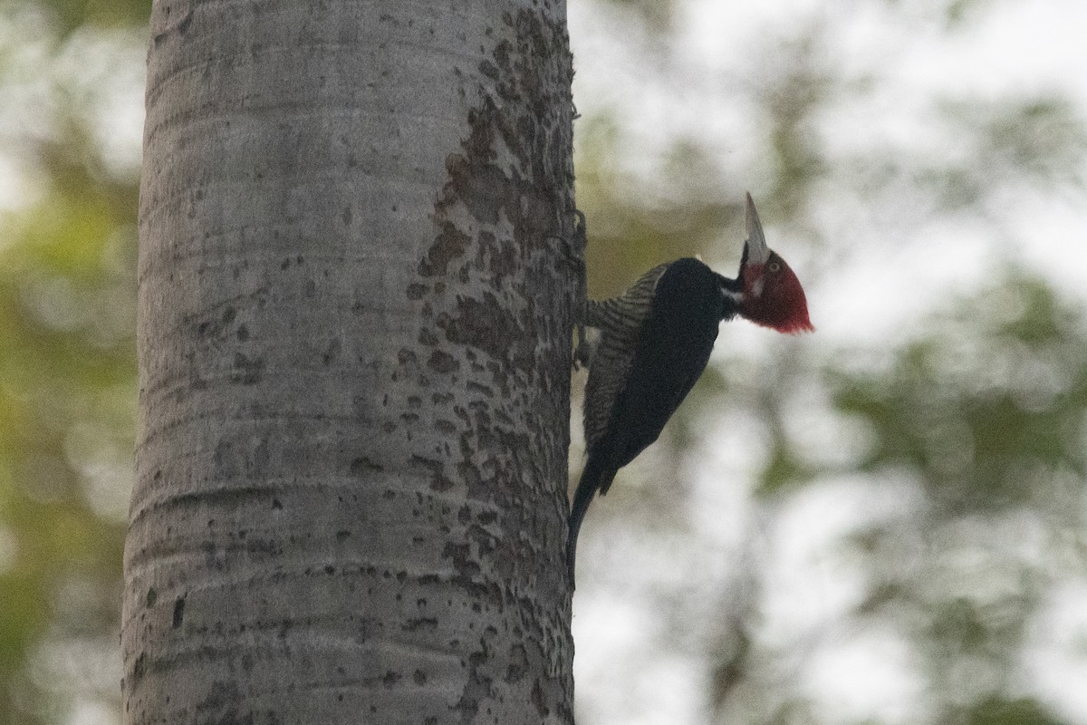 Crimson-crested Woodpecker - ML644055983