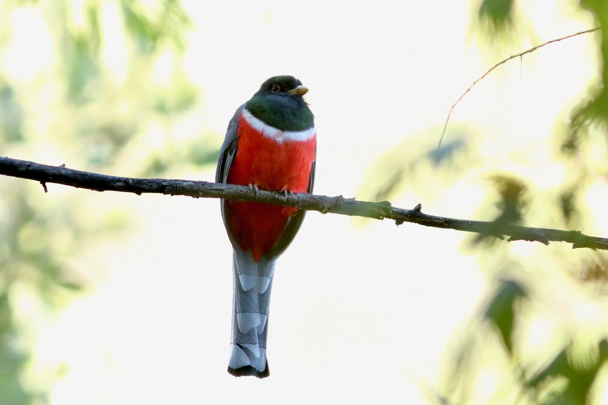 Coppery-tailed Trogon - ML644055984