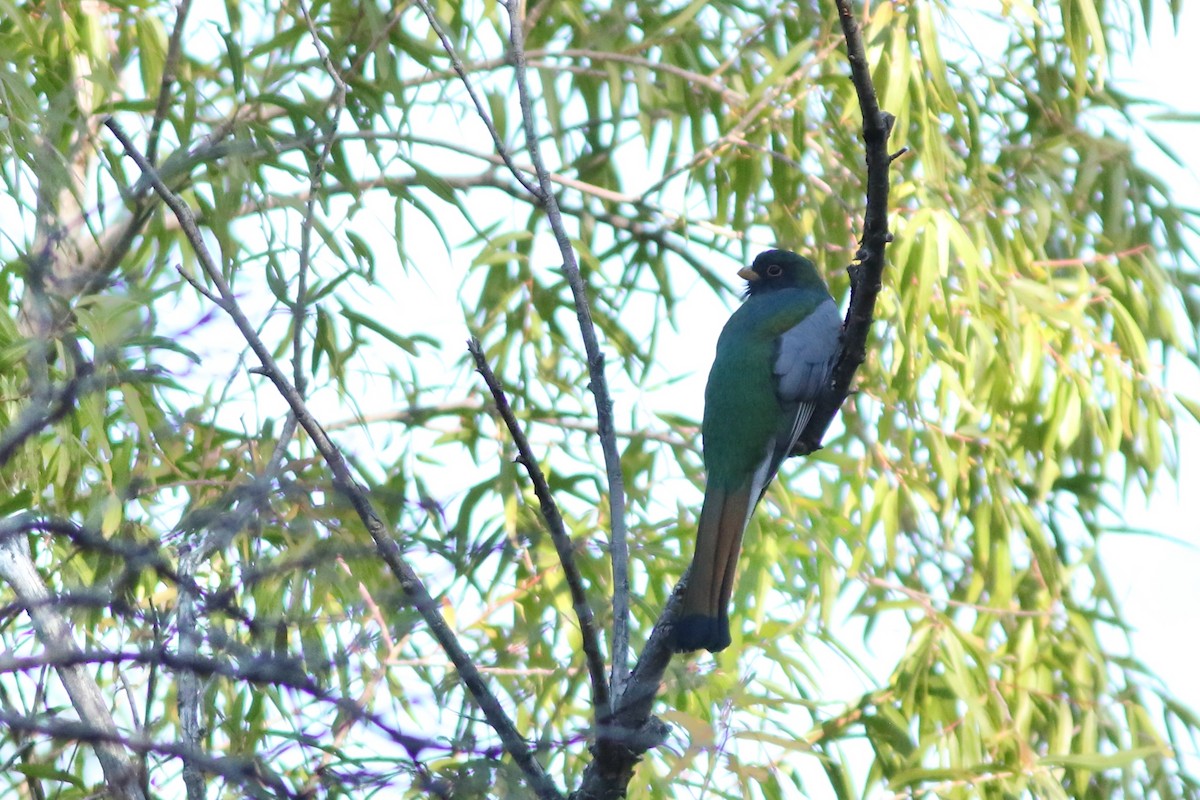 Coppery-tailed Trogon - ML644055985