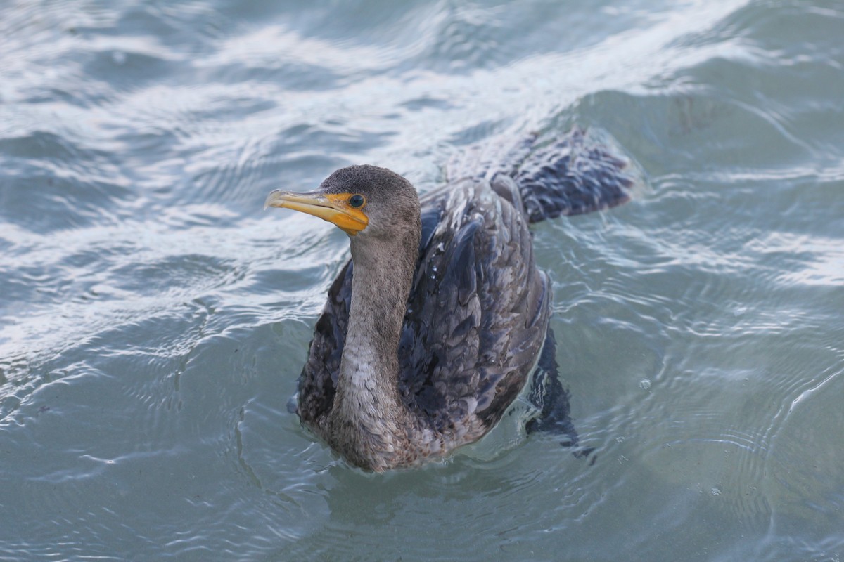 Double-crested Cormorant - ML644055988