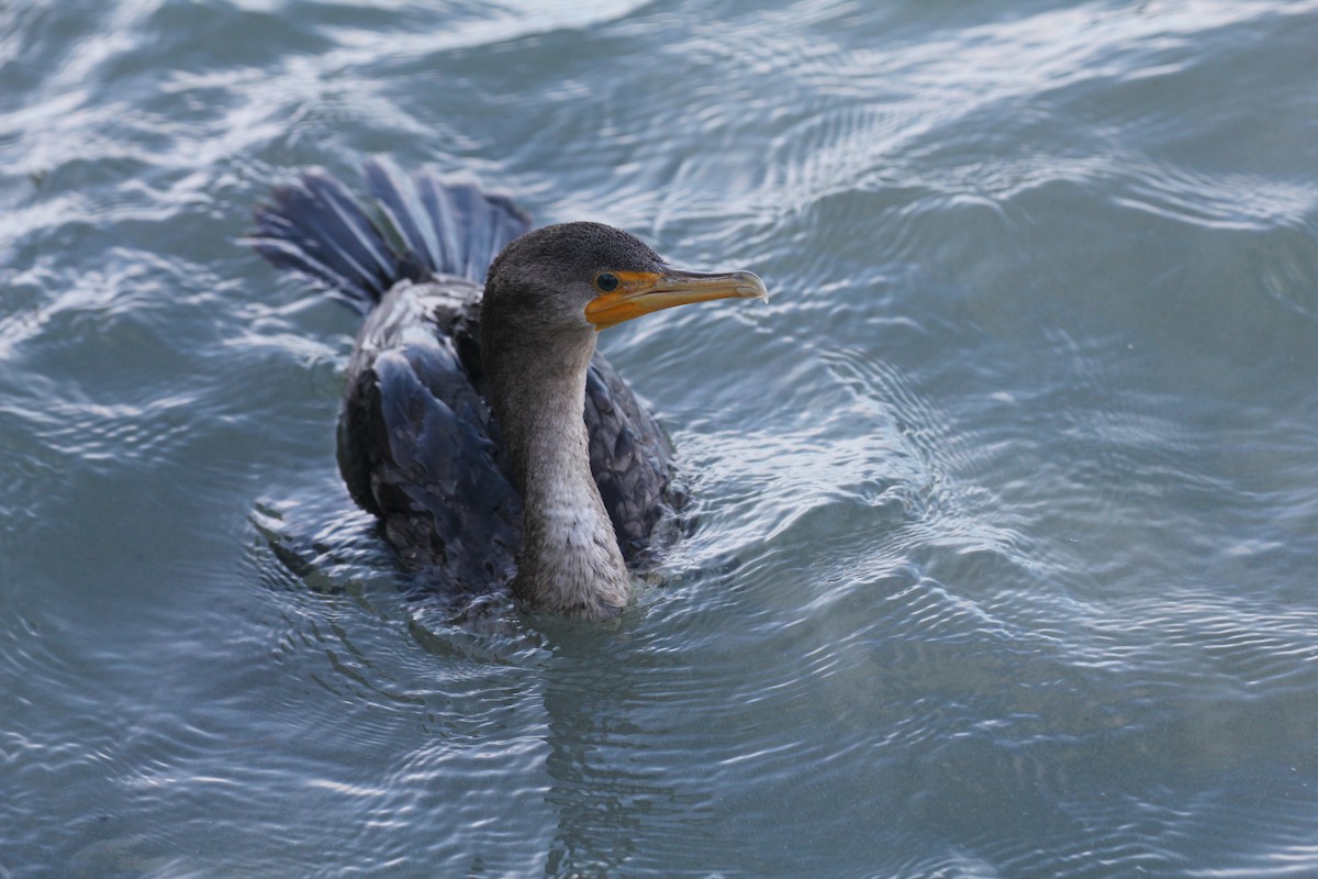 Double-crested Cormorant - ML644055989